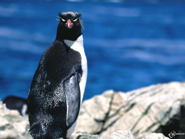 Жаренный пингвин в яйцах колибри.