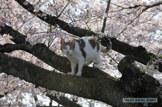 Коты на цветущих вишнях