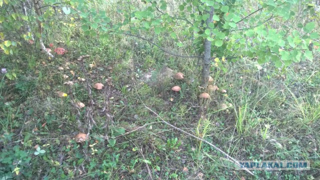 Грибопост или геноцид грибов в ярославской области
