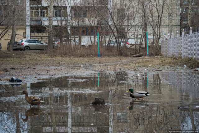 Лебедь чистит озеро от мусора в самом центре Казани