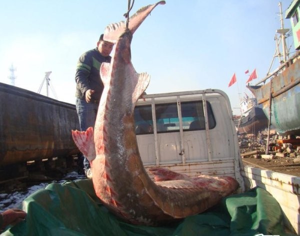Китайская рыбалка