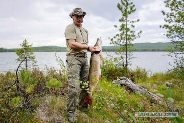 В Выборгском районе Ленинградской области мужчина выловил гигантскую щуку