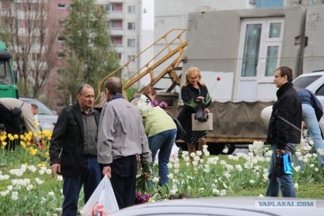 Воровство тюльпанов