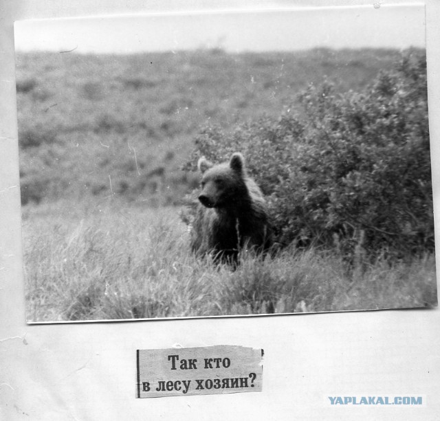 Про Камчатку - Как за мной гнался медведь.