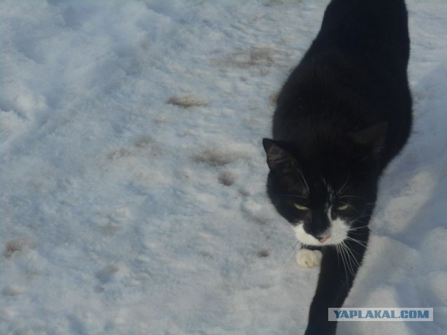 Жизнь домашнего приюта для котеек 153