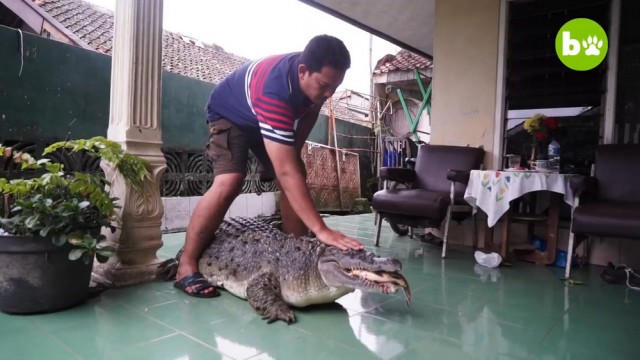 В индонезийской семье 20 лет живет 200-килограммовый крокодил