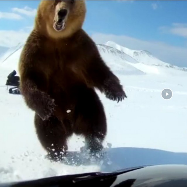 Медведь пытался проучить идиотов, гонявшихся за ним на снегоходе