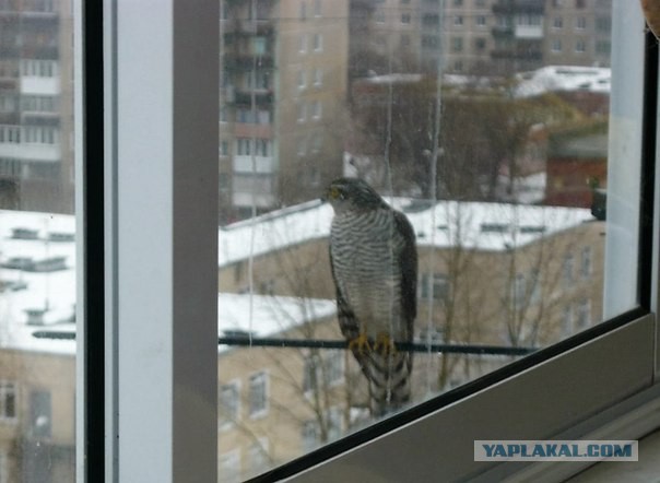 Бывает выйдешь на балкон, а тут такая птичка тебя дожидается