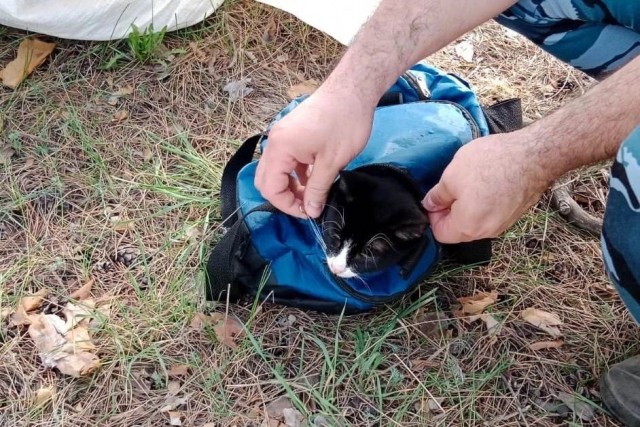 В Тольятти поймали кота-наркокурьера