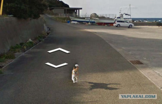 Собака — друг Google Street View