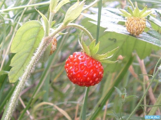 Клубникомания (фото)