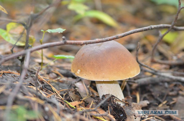 Продам сушёные грибы