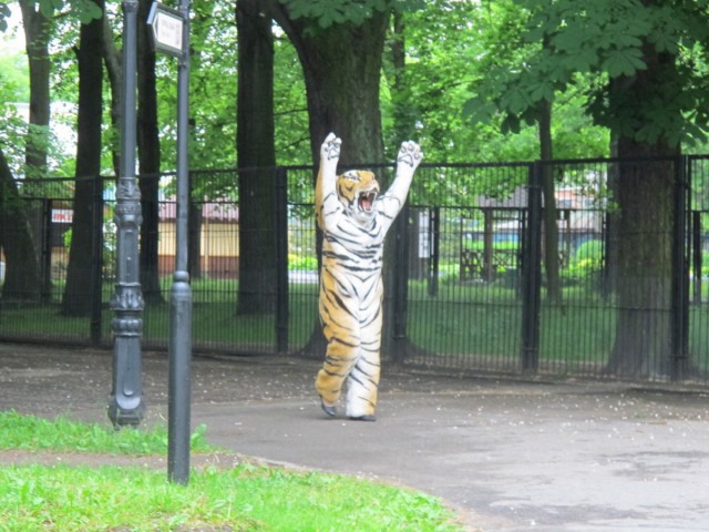 В крымском сафари-парке амурская тигрица родила тигрят