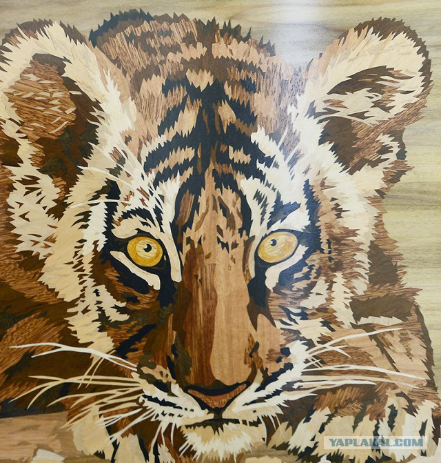 Решил портрет тигра из шпона сделать.