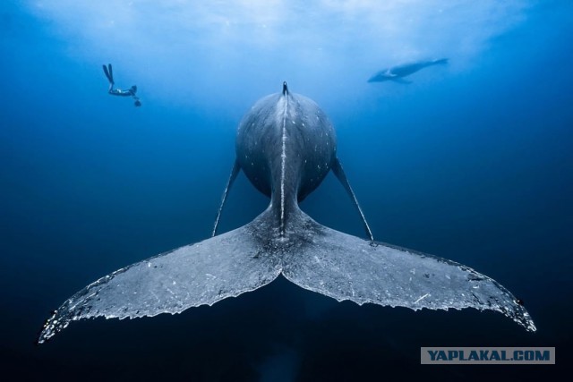 Невероятный подводный мир