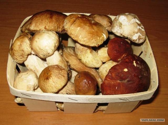Пятничные грибочки с картошкой от Бомжыка