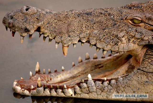 Крокодил: опасней и умнее, чем кажется