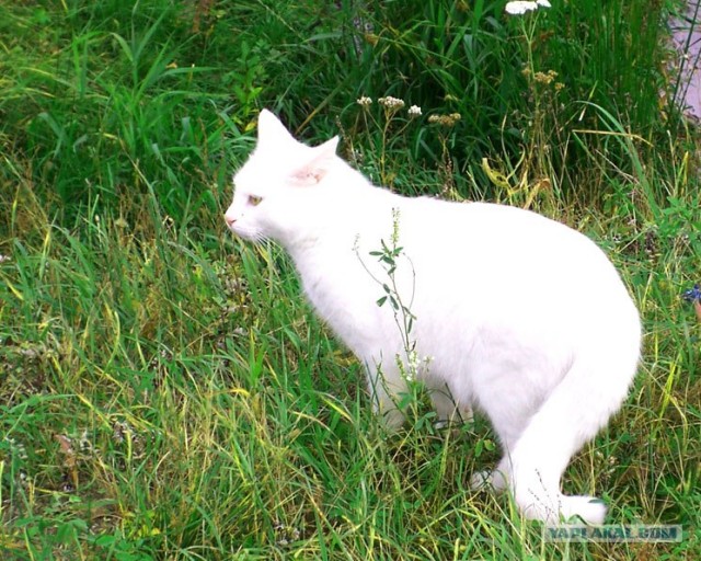 Котовторник на вторник, Котовторник