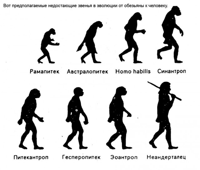 Все «недостающие звенья» в эволюционной цепочке от приматов к человеку найдены