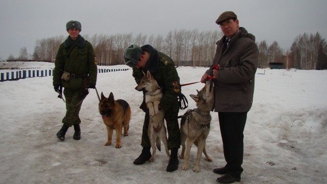 Волчья собака.