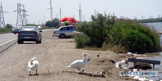 Помощь многодетной семье в Швеции