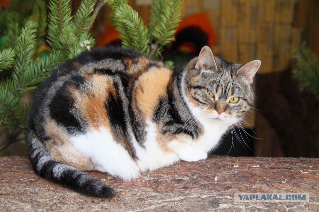 В Ленинградском зоопарке умерла кошка Дуся