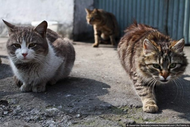 Кошачье городское поселение