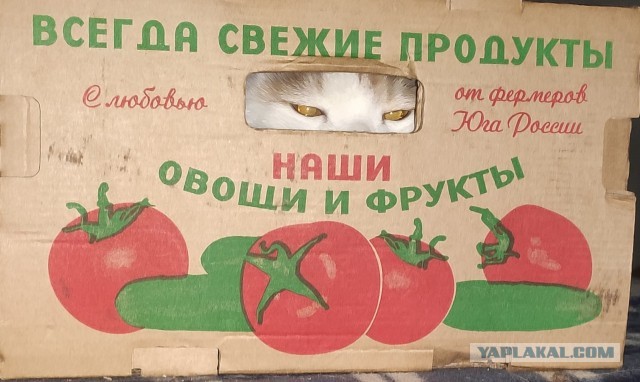 Ну, с котовторником!