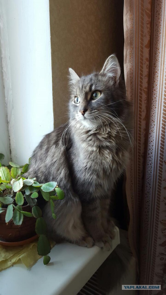 Найдена кошка (Краснодар)