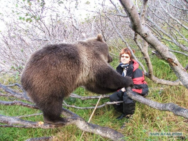 Дружба с медведами