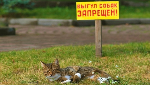 Смелый кот вступил в неравный бой с собакой и её неуравновешенным хозяином