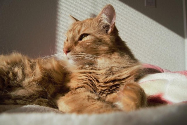 Новый кошачье-человеческий словарь для тех, кто хочет понимать своего кота с «полумяу»