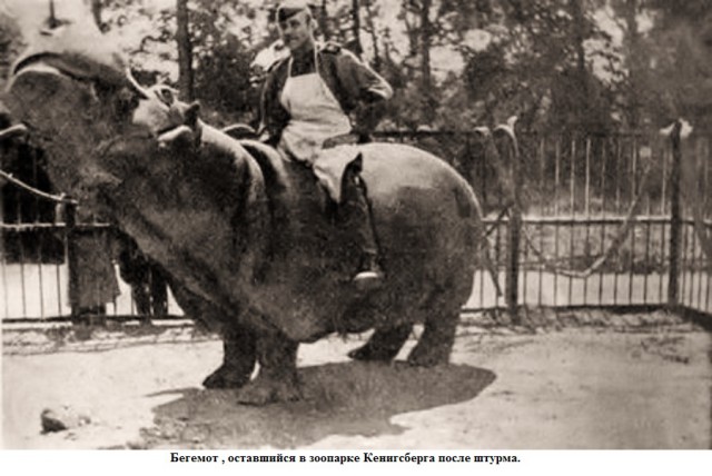 Их вешали, они кричали нечеловеческим голосом