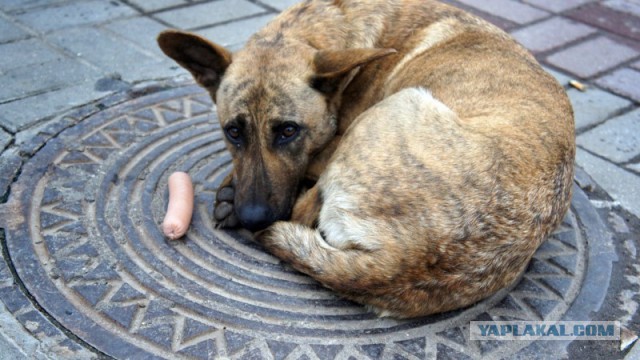 Бездомный, который мечтает, что его узнают и спасут