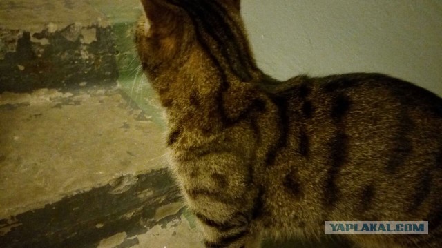 Помогите пристроить кота в Ростове-на-Дону!