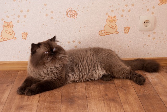 Что такое «крашеные котята» и как выглядят настоящие гималайцы?