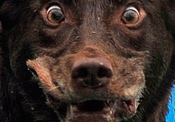 Бешеная собака искусала 17 человек под Белгородом
