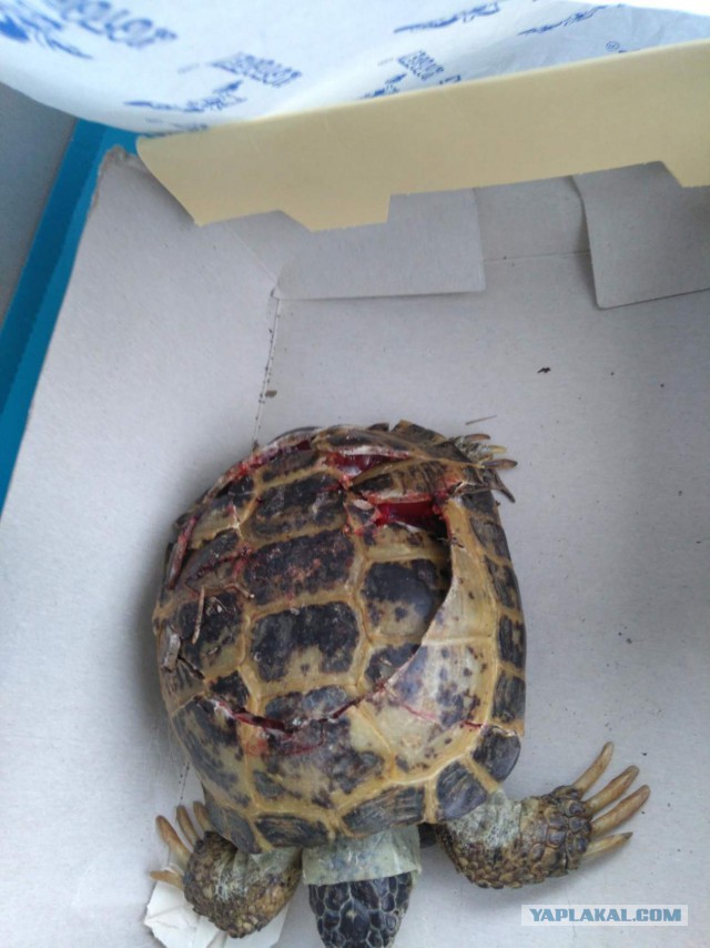 Как спасали черепаху с треснувшим панцирем