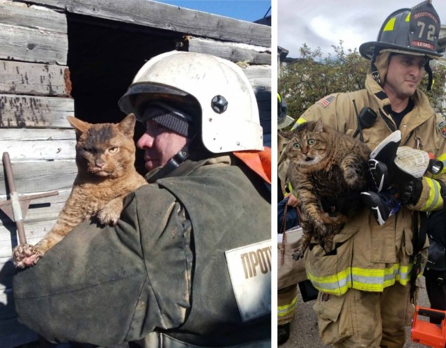 Спасенный английскими пожарными кот стал звездой соцсетей из-за недовольной мордочки