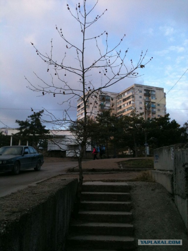 в Севастополе деревья настолько суровы
