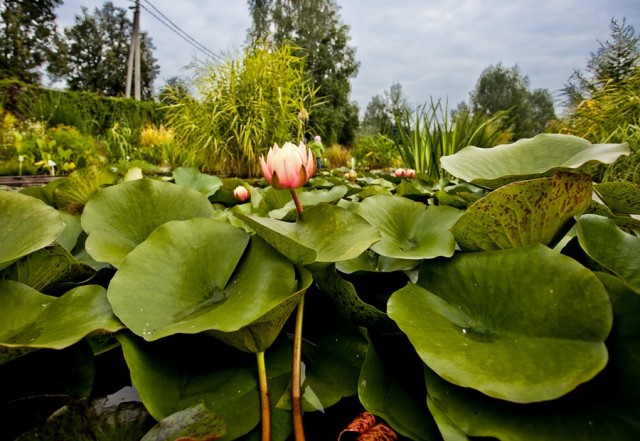 Парк водных растений