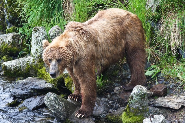 Кадьяк: Остров медведей-гигантов. Почему здешние бурые мишки почти в 2 раза больше обычных?