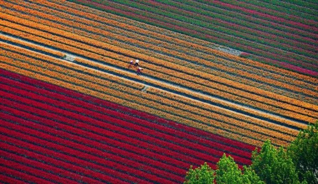 Тюльпанные поля - Голландия невероятных цветов