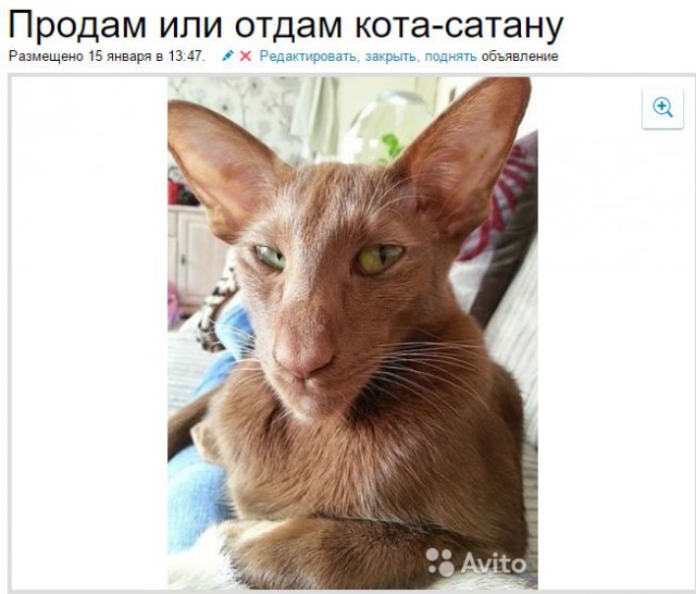 Кому кота