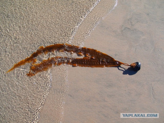 Карелия. Белое море.