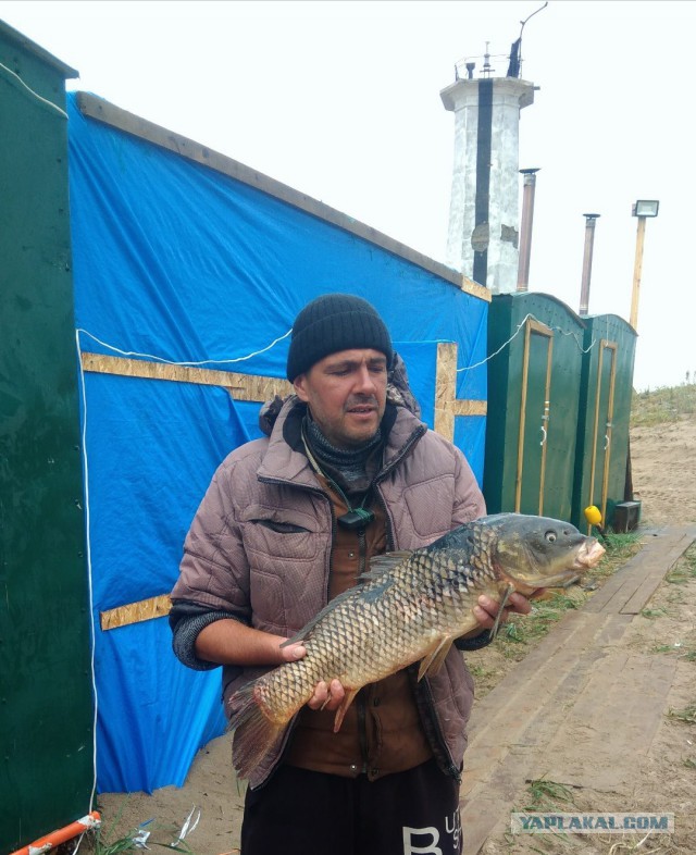 В Сызрани случайно поймали гигантского сазана. Полюбовавшись добычей, рыбак отпустил сазана обратно.