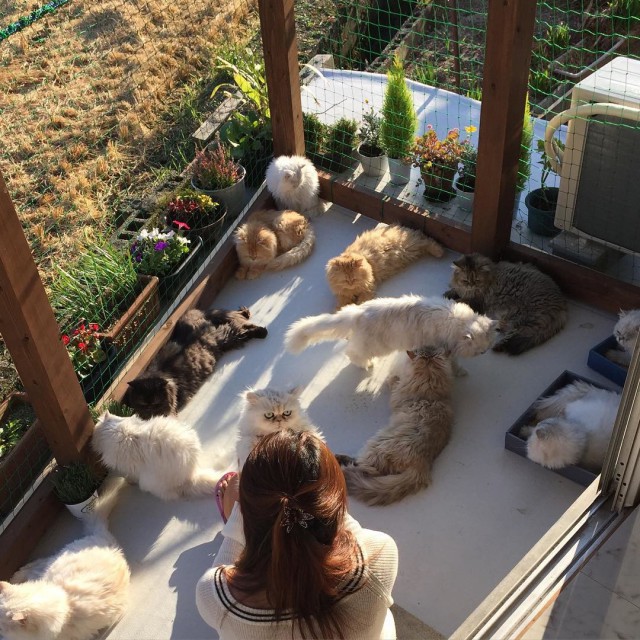 Женщина с двенадцатью кошками