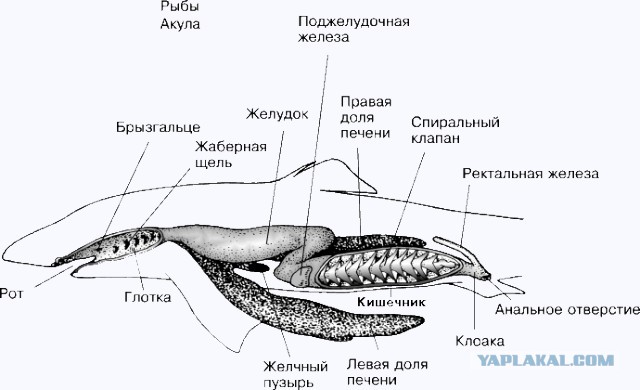 Вот это рыбалка, так рыбалка