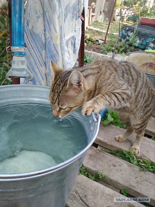 Мой первый Котовторник