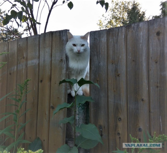 Котовторник в разгаре! Лучшие коты!